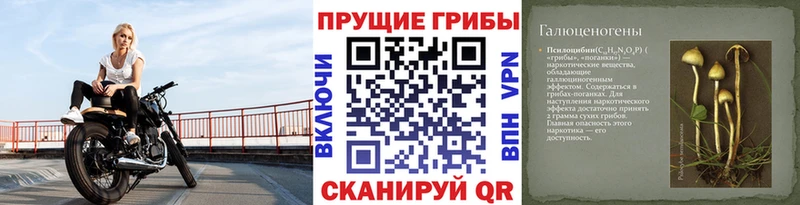 купить   Кондопога  Псилоцибиновые грибы GOLDEN TEACHER 